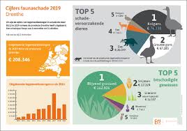 We did not find results for: Vooral Ganzen Veroorzaken Faunaschade Noord Nederland Veld Post Nl Landbouwnieuws Voor Noord Nederland
