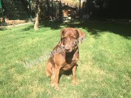 Vizsla Macar Av Kopegi