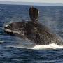 North Atlantic right whale lifespan from baleinesendirect.org