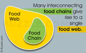 What S The Difference Between Food Chain And Food Web Science Struck