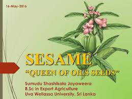 Image result for Sesamum calycinum