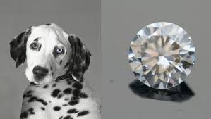 Consider burying or scattering a pet's ashes at a place of special meaning, or in a pet memorial garden. A Company That Turns Cremated Remains Into Diamonds Has Made Headlines By Turning Celebrities And Less Famous Loved Pet Ashes Jewelry Pet Ashes Pet Ashes Ideas
