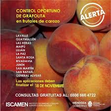 Lanzan Alerta Para El Control Oportuno De La Plaga Grafolita En Frutales De Carozo Frutales Plagas Ciclos De Vida