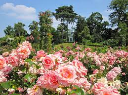 google image result for http 4 bp blogspot com fzgaejszrm8 tqlti0zib0i aaaaa paris summer paris pretty flowers