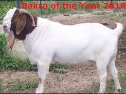  Heavy Bakra Bakra Mandi 2018 Hewan Binatang Kambing
