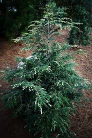 It is an irregular upright, with short branches and needles. 57 Tsuga Ideas Puut Salainen Puutarha Puutarha