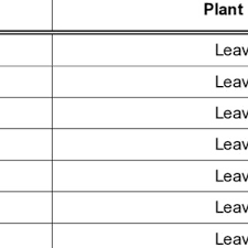 Image result for Cladostemon kirkii