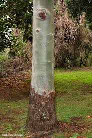 Image result for Eucalyptus torelliana