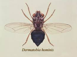 Image result for Myiasis