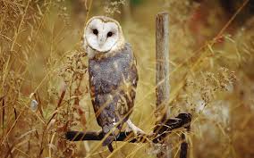 Check spelling or type a new query. Les Differentes Especes De Chouettes Et De Hiboux Club De Reflexion Noctua Et Bubo Culture Monde Sciences Arts