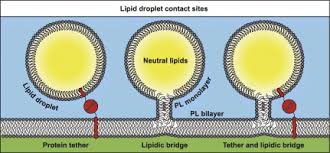 Image result for Lipid