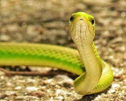 36 Pretty Green Snakes Ideas Reptiles And Amphibians Beautiful Snakes Reptiles