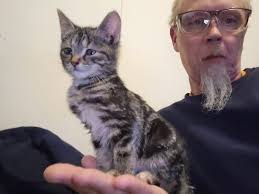 Help needed for stray kitten in Everett, Pennsylvania?