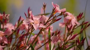 Ein rückschnitt des oleanders ist eigentlich nicht notwendig. Tipps Fur Die Blutenpracht Sommerpflege Bei Oleander Querbeet Br Fernsehen Fernsehen Br De