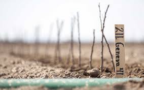 What makes willow ridge garden center so good? Demand Is Strong For Geneva Rootstocks Good Fruit Grower