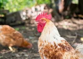 In order to keep the woman of his dreams from falling for another guy, charlie logan has to break the curse that has made him wildly popular with single women: 20 Surprising Facts About Chickens You Didn T Know