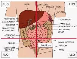 9 anatomical quadrants, anatomical quadrants and regions, anatomical quadrants of the abdomen, anatomical quadrants of the body, four abdominal quadrants, human anatomy, 9 anatomical quadrants, anatomical quadrants and regions. What Are Abdominopelvic Quadrants Organs How Important Are They Quora