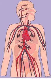 Global burden of cardiovascular disease; Pin On Circulatory System