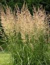 Reitgras (Calamagrostis)