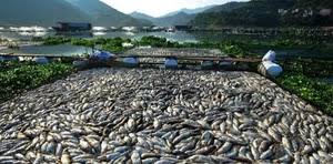 Check spelling or type a new query. Mimpi Tentang Ikan Hidup Dan Mati Ikan Mati Hidup