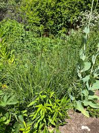 Image result for Panicum comorense