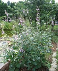 Image result for Ceratotheca