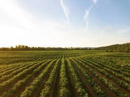 Download, share or upload your own one! 500 Agriculture Pictures Download Free Images On Unsplash