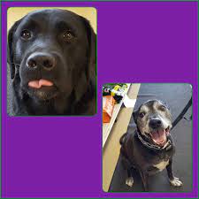 Natures Pet Marketplace - Home Facebook