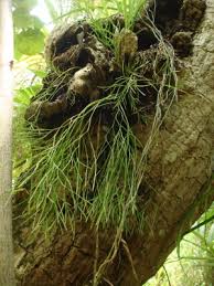 Image result for Psilotum