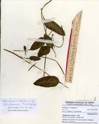 Image result for Ophioglossum costatum
