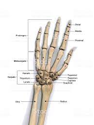 Skeletal Bones Of Wrist And Hand With Labeling Dorsal View Hand Bone Anatomy Anatomy Bones Human Skeleton Anatomy