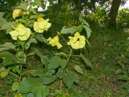 Image result for Azanza lampas