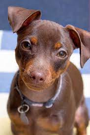 Who S Hungry Cute Animals Miniature Pinscher Cute Dogs