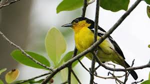 Update harga juga yang terbaru di tahun. Panduan Memilih Burung Cipoh Bakalan Dalam Kandang Ombyokan Om Kicau