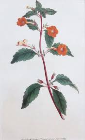 Image result for Priva curtisiae