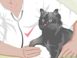 Cat tail amputation is a surgical procedure where an injured tail cannot be treated in a normal fashion. How To Treat Fractures In Cats 11 Steps With Pictures Wikihow Pet
