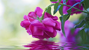 Home » flowers » rose. Beautiful Flower Pink Rose Green Leaves Reflection In Water Wallpaper Hd Wallpapers13 Com
