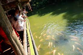 The setup of veg fish farm thai restaurant seems like another word compared to the glamour of the twin towers, just a stone's throw away. Tilapia Farming Thailand