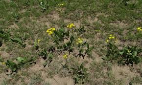 Image result for Senecio latifolius