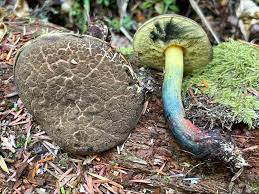 Image result for Xerocomellus diffractus