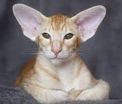 Orientalisch Kurzhaar Gorgeous Cats Oriental Shorthair Kittens Oriental Shorthair Cats