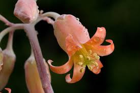Yes this is clearly the succulent euphorbia milii. Cotyledon Genus Wikiwand