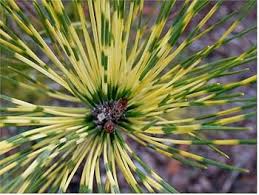 Image result for Hunteria densiflora