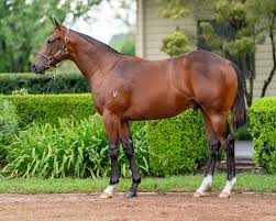 Image result for Black Opal 2011 HS