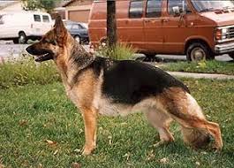 Black And Tan Faded German Shepherd Puppies My Shepherd Black Tan Will Protect Us With His Life My Daughter Has Type 1 D Black German Shepherd German Shepherd Rottweiler Mix German Shepherd Pictures