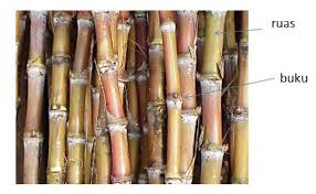 Metalmusicarchives.com — the ultimate metal music online community. Rafflesia Tiomanensis On Twitter So Aku Cari Makna Ruas Dan Ini Dapatan Aku Ruas Bahagian Di Antara Buku Dengan Buku Section Between Joints Aku Rasa Buku Di Sini Merujuk Kepada