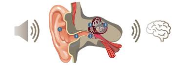 How Does Hearing Work | Learn about hearing - HANSATON