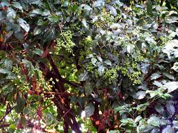 Image result for Sorindeia