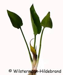 Browse 25 lyrics and 306 johann sebastian bach albums. Wasserkelche Cryptocorynen Als Aquarienpflanzen