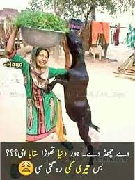 You can also share this collection to your social media accounts to invite your friends to vote for your favorite or to choose for. Pin By Smiley On Urdu Jokes Very Funny Jokes Funny Memes Images Fun Quotes Funny